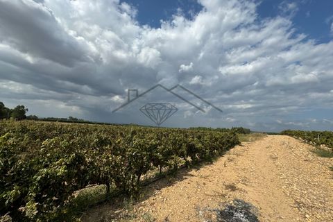 Helårsgrund i Alpiarca, Santarem, Alpiarca - € 150.000 | Ref: DHTR-0008/24 - foto 7