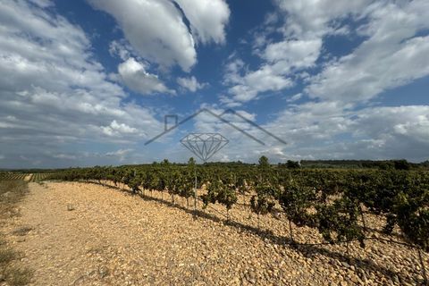 Helårsgrund i Alpiarca, Santarem, Alpiarca - € 150.000 | Ref: DHTR-0008/24 - foto 8