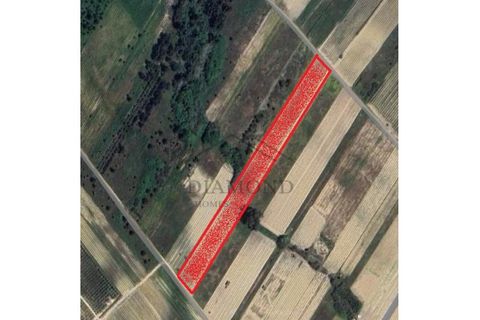Helårsgrund i Alpiarca, Santarem, Alpiarca - € 25.000 | Ref: DHTR-0006/24 - foto 1