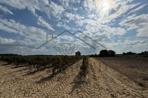 Helårsgrund i Alpiarca, Santarem, Alpiarca - € 25.000 | Ref: DHTR-0006/24 - foto 2
