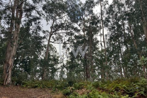 Helårsgrund i Ponta do Sol, Madeira, Ponta do Sol - € 30.000 | Ref: KWPT-005907 - foto 5