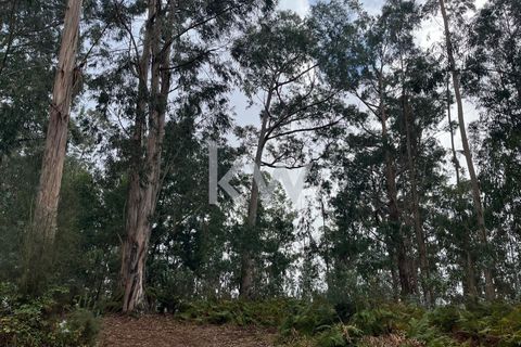 Helårsgrund i Ponta do Sol, Madeira, Ponta do Sol - € 30.000 | Ref: KWPT-005907 - foto 7