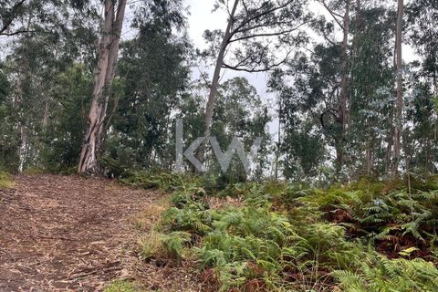 Helårsgrund i Ponta do Sol, Madeira, Ponta do Sol - € 30.000 | Ref: KWPT-005907 - foto 13