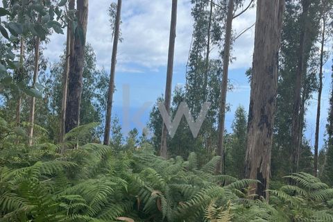 Helårsgrund i Ponta do Sol, Madeira, Ponta do Sol - € 30.000 | Ref: KWPT-005907 - foto 15
