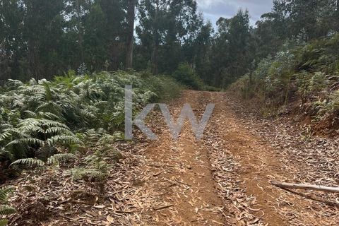 Helårsgrund i Ponta do Sol, Madeira, Ponta do Sol - € 30.000 | Ref: KWPT-005907 - foto 16