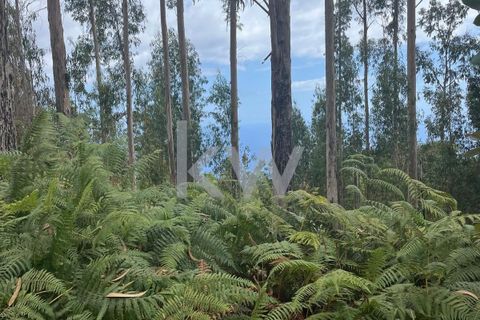 Helårsgrund i Ponta do Sol, Madeira, Ponta do Sol - € 30.000 | Ref: KWPT-005907 - foto 18