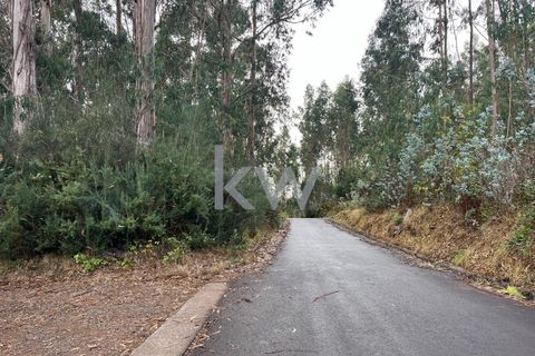 Helårsgrund i Ponta do Sol, Madeira, Ponta do Sol - € 30.000 | Ref: KWPT-005907 - foto 22