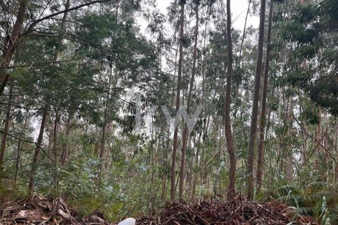 Helårsgrund i Ponta do Sol, Madeira, Ponta do Sol - € 30.000 | Ref: KWPT-005907 - foto 25