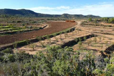 Finca i Maella, Zaragoza, Maella - € 15.000 | Ref: 1037 - foto 13