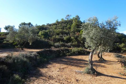 Finca i Maella, Zaragoza, Maella - € 15.000 | Ref: 1037 - foto 10