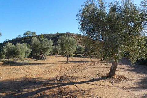Finca i Maella, Zaragoza, Maella - € 15.000 | Ref: 1037 - foto 12