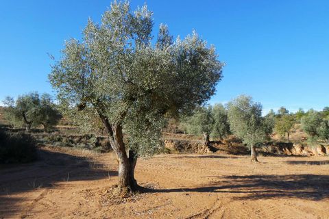 Finca i Maella, Zaragoza, Maella - € 15.000 | Ref: 1037 - foto 11