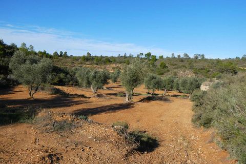 Finca i Maella, Zaragoza, Maella - € 15.000 | Ref: 1037 - foto 9