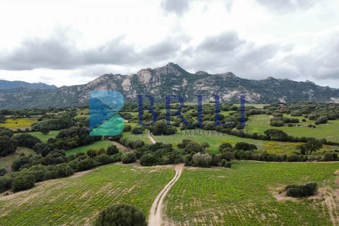 Tomt i Telti, Olbia Tempio, Telti - € 650 000 | Ref: OT-188AT - foto 8