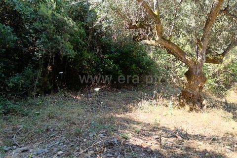 Helårsgrund i Castelo Branco, Castelo Branco, Castelo Branco - € 22.000 | Ref: 102240194 - foto 7