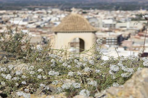 Rækkehus i Cox, Alicante, Cox - € 275.000 | Ref: COXPD4CD - foto 18