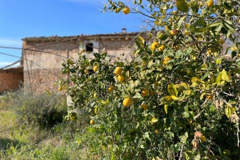 Terra a Costitx, Mallorca, Costitx - € 670.000 | Ref: 73783 - foto 9