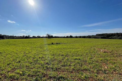 Terra a Costitx, Mallorca, Costitx - € 670.000 | Ref: 73783 - foto 11