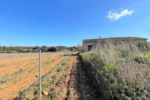 Terra a Costitx, Mallorca, Costitx - € 670.000 | Ref: 73783 - foto 12