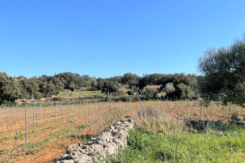 Terra a Costitx, Mallorca, Costitx - € 670.000 | Ref: 73783 - foto 13