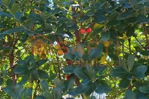 Helårsgrund i Tondela, Viseu, Tondela - € 50.000 | Ref: SAFTI:005891 - foto 10