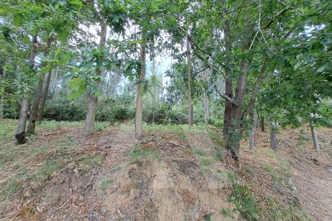 Helårsgrund i Argoncilhe, Aveiro, Argoncilhe - € 149.000 | Ref: 1012052/24 GL - foto 11