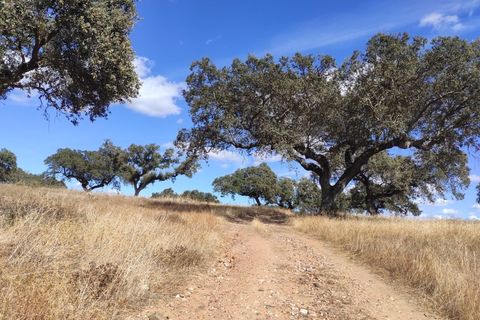 Terra a Alandroal, Evora, Alandroal - € 3.500.000 | Ref: SÒL_128 - foto 5