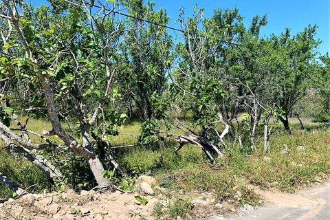 Farm i Paderne, Faro, Paderne - € 220.000 | Ref: FIN_70 - foto 8