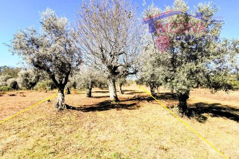Villa a Ansiao, Leiria, Ansiao - € 89.000 | Ref: DV364/1024 - foto 22