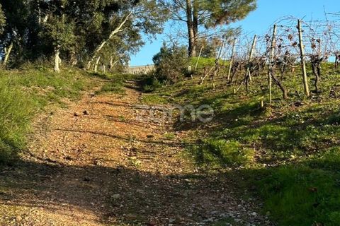 Helårsgrund i Anadia, Aveiro, Anadia - € 50.000 | Ref: ZMPT570694 - foto 17