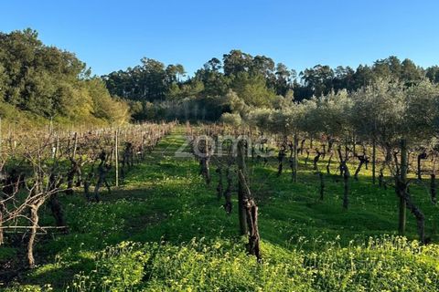 Helårsgrund i Anadia, Aveiro, Anadia - € 50.000 | Ref: ZMPT570694 - foto 1