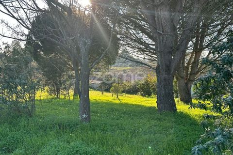 Helårsgrund i Anadia, Aveiro, Anadia - € 50.000 | Ref: ZMPT570694 - foto 5