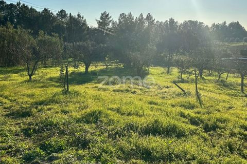 Helårsgrund i Anadia, Aveiro, Anadia - € 50.000 | Ref: ZMPT570694 - foto 9
