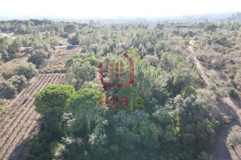 Helårsgrund i Ourem, Santarem, Ourem - € 6.000 | Ref: 1293 - foto 6