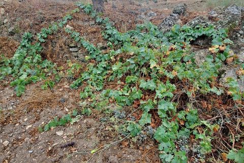 Finca i Lanjaron, Granada, Lanjaron - € 90.000 | Ref: L749 - foto 19