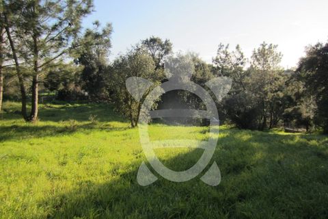 Terra a Vila Verde, Coimbra, Vila Verde - € 15.900 | Ref: ff0934 - foto 5