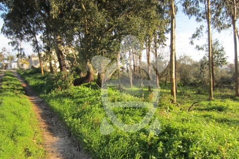 Terra a Vila Verde, Coimbra, Vila Verde - € 15.900 | Ref: ff0934 - foto 9