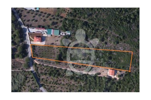 Terra a Cernache, Coimbra, Cernache - € 80.000 | Ref: cbr0291 - foto 5
