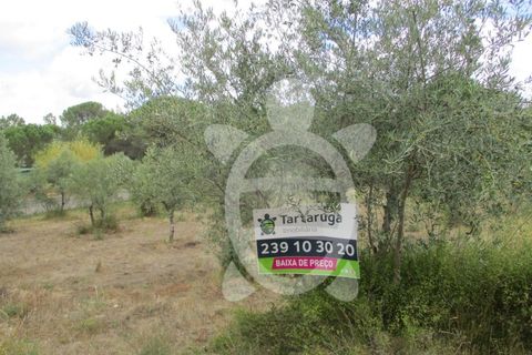 Terra a Cernache, Coimbra, Cernache - € 80.000 | Ref: cbr0291 - foto 3