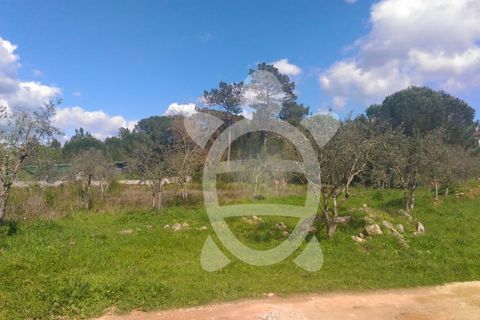 Terra a Cernache, Coimbra, Cernache - € 80.000 | Ref: cbr0291 - foto 6