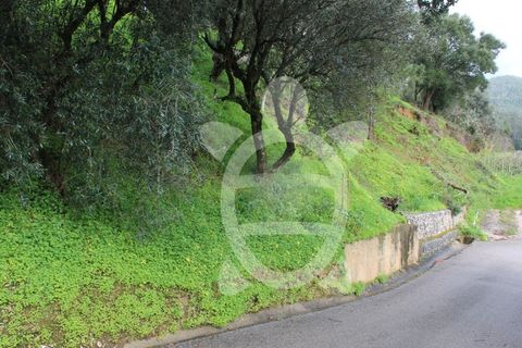 Tomt i Ceira, Coimbra, Ceira - € 65 000 | Ref: cbr3122 - foto 6