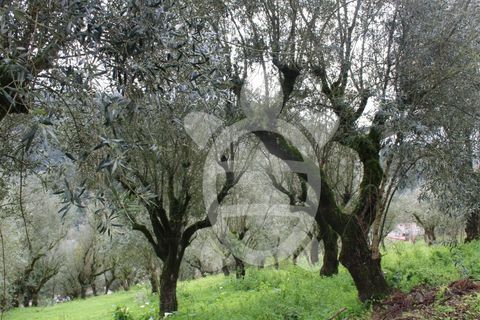 Tomt i Ceira, Coimbra, Ceira - € 65 000 | Ref: cbr3122 - foto 11