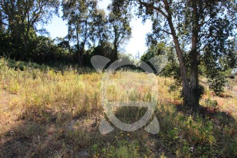 Helårsgrund i Coimbra, Coimbra, Coimbra - € 52.500 | Ref: cbr3026 - foto 17