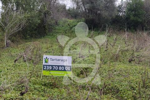 Helårsgrund i Coimbra, Coimbra, Coimbra - € 40.000 | Ref: cbr3001 - foto 13