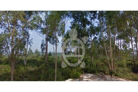 Terra a Assafarge e Antanhol, Coimbra, Assafarge e Antanhol - € 14.500 | Ref: cbr2906 - foto 2