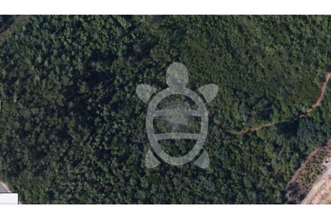 Terra a Assafarge e Antanhol, Coimbra, Assafarge e Antanhol - € 14.500 | Ref: cbr2906 - foto 4