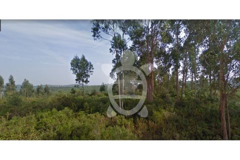 Terra a Assafarge e Antanhol, Coimbra, Assafarge e Antanhol - € 14.500 | Ref: cbr2906 - foto 5