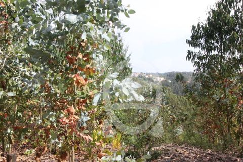 Helårsgrund i Coimbra, Coimbra, Coimbra - € 40.000 | Ref: cbr2770 - foto 5