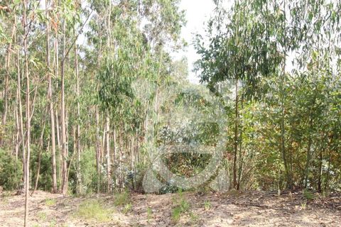 Helårsgrund i Coimbra, Coimbra, Coimbra - € 40.000 | Ref: cbr2770 - foto 10