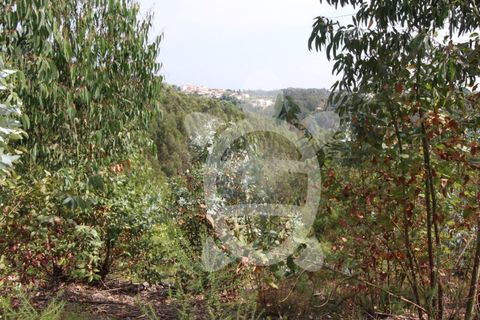 Helårsgrund i Coimbra, Coimbra, Coimbra - € 35.000 | Ref: cbr2771 - foto 8